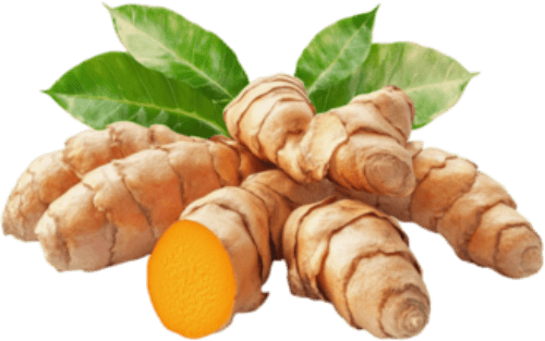 OrexiBurn Ingredient Turmeric Root